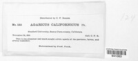 Agaricus californicus image